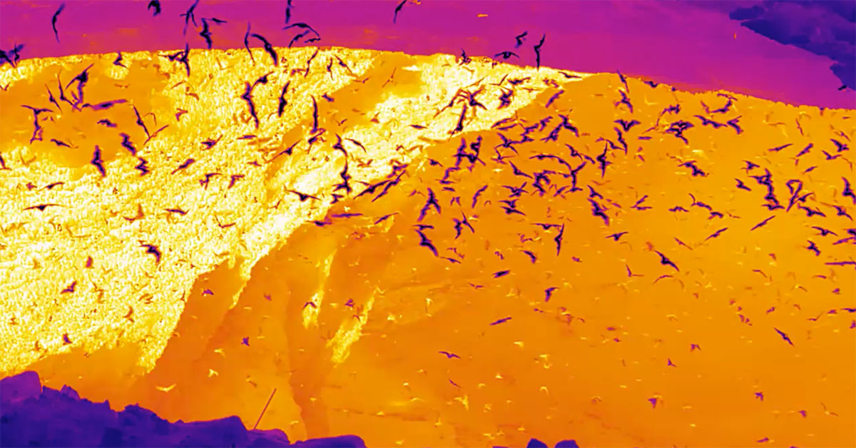 /globalassets/news/news-center/_blogmigrationfiles/what-do-20-million-bats-look-like-in-thermal/bats360-primary.jpg