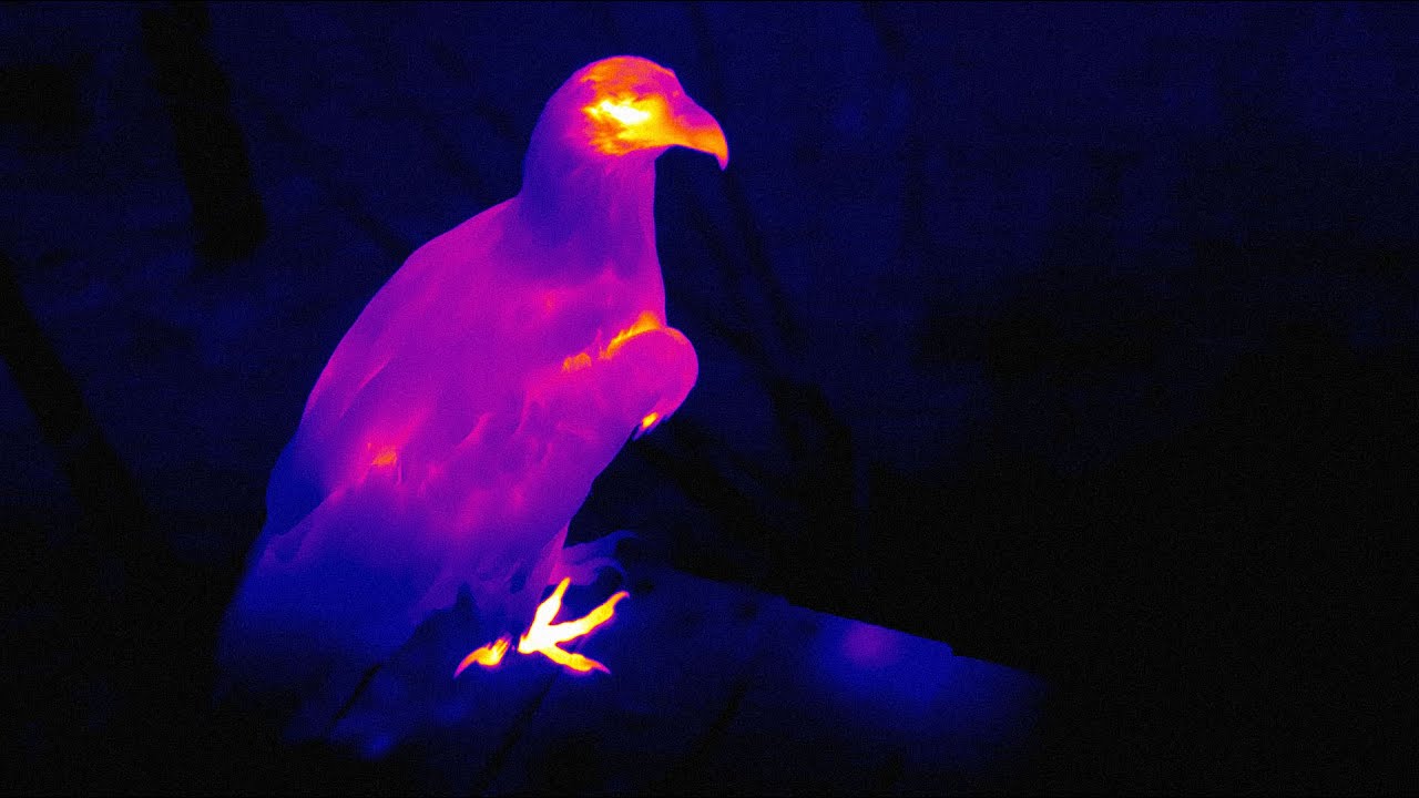 Spotting Bald Eagles with FLIR | Oregon Zoo